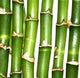 Bamboo Wall Mural