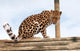 Amur Leopard Pile Logs