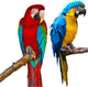 Ara Parrots Wall Decal