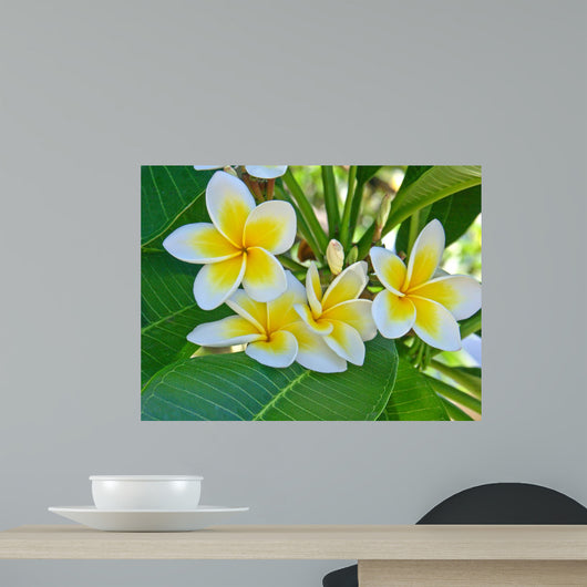 Frangipani Wall Mural