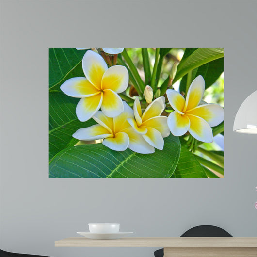 Frangipani Wall Mural