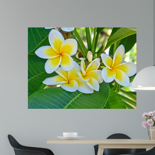 Frangipani Wall Mural
