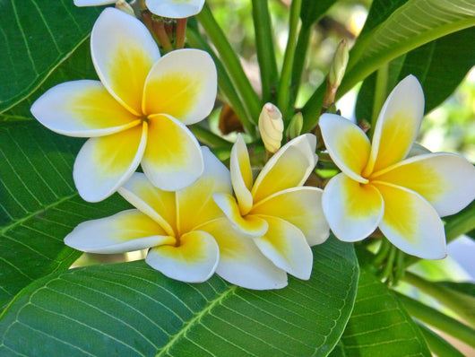 Frangipani Wall Mural