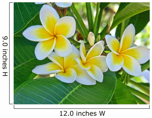 Frangipani Wall Mural