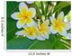 Frangipani Wall Mural