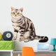 American Shorthair cat Wall Decal