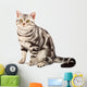 American Shorthair cat Wall Decal