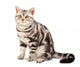 American Shorthair cat Wall Decal