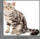 American Shorthair cat Wall Decal