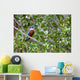 Kingfisher Wall Mural