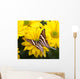 Papilio Antaeus Butterfly