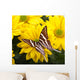 Papilio Antaeus Butterfly