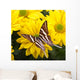 Papilio Antaeus Butterfly