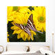 Papilio Antaeus Butterfly