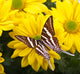 Papilio Antaeus Butterfly