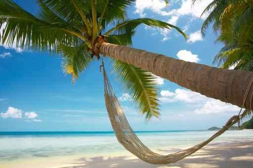 Palm and Hammock Wall Decal