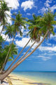 Ocean Palms Wall Decal