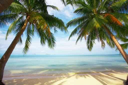Tropic Wall Decal
