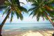 Tropic Wall Decal