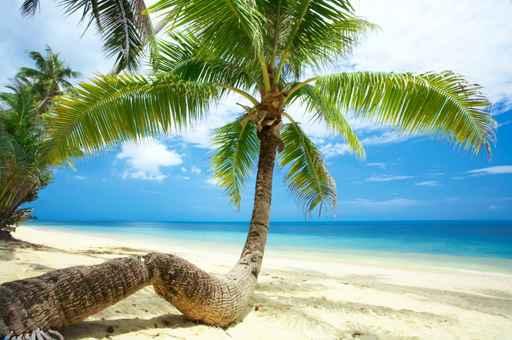 Twisted Palm Wall Decal