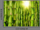 Bamboo Forest Wall Mural