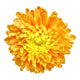 Chrysanthemum - 1 Wall Decal