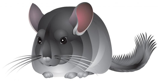 Chinchilla in Vector Wall Decal