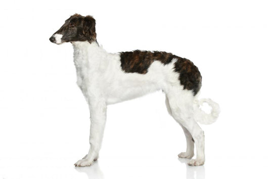 Russian Borzoi Puppy 5 Wall Decal
