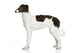 Russian Borzoi Puppy 5 Wall Decal
