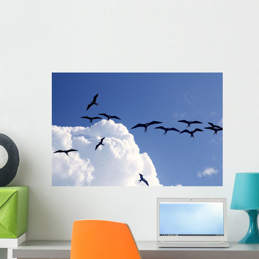 Frigate Bird Silhouette Backlight Breeding Season Wall Mural