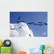 Frigate Bird Silhouette Backlight Breeding Season Wall Mural