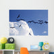 Frigate Bird Silhouette Backlight Breeding Season Wall Mural