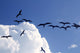 Frigate Bird Silhouette Backlight Breeding Season Wall Mural