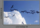 Frigate Bird Silhouette Backlight Breeding Season Wall Mural