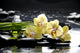 spa with orchid and essential oil and palm leaf Wall Mural