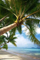 Coconut Palm Wall Decal