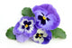 Pansy Wall Decal