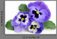 Pansy Wall Decal