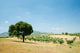 Sobreiro3 Wall Decal