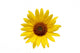 Sunflower over White Wall Decal