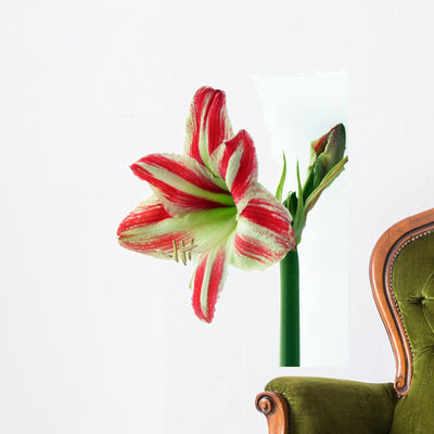Amaryllis Wall Decal shown on a wall