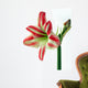 Amaryllis Wall Decal