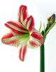 Amaryllis Wall Decal