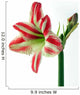 Amaryllis Wall Decal
