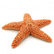 Starfish