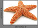 Starfish