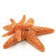 2 Starfish Wall Decal