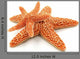 2 Starfish Wall Decal
