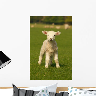 Curious Little Lamb shown on a wall