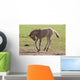 Foal Wall Mural